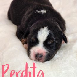 Perdita - Black tri female Miniature Australian Shepherd puppy in Mc Alester, Oklahoma from Angel's Aussies