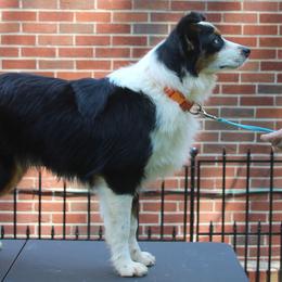 Colt - Miniature Australian Shepherd
