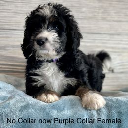 Aussiedoodle and Bernedoodle Puppies from North 40 Doodles