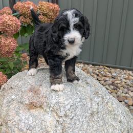 Zeke - Tri-color male Bernedoodle puppy in Beach City, Ohio from Blue Cloud Doodles