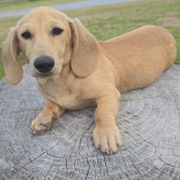 Noodle - Dachshund