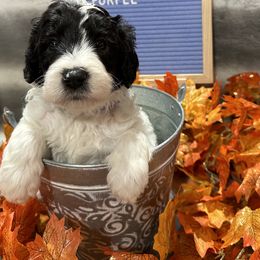 Bernedoodle and Sheepadoodle Puppies from Fur-ever Doodles