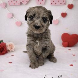 Scout - Merle male Sheepadoodle puppy in Thornville, Ohio from Four Front Doodles & Friends