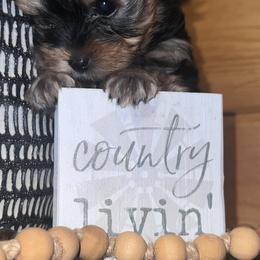 Morkies, Poodles, and Yorkshire Terriers from Southern Charm Precious Paws