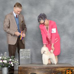 Poodle puppies from Adagio Toy Poodles