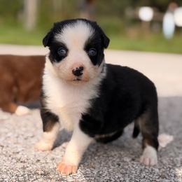 Tide AKC - Black tri-color male Australian Shepherd puppy in Polk City, Florida from Skaky Shepherds