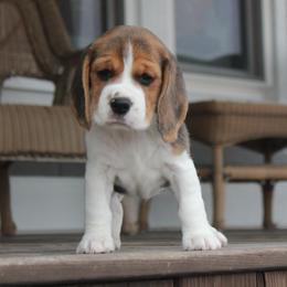 Zena - Black tan and white female Beagle puppy in Morrill, Kansas from Kelle Beagles