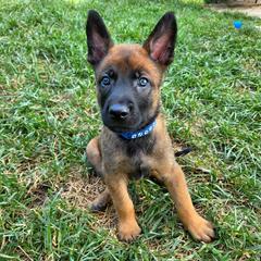 Sleepy - Fawn male Belgian Malinois puppy in Signal Mountain, Tennessee from Torgun Police Dogs