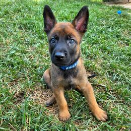 Sleepy - Fawn male Belgian Malinois puppy in Signal Mountain, Tennessee from Torgun Police Dogs