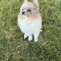 Blue collar - Blue merle male Pomeranian puppy in Meridian, Idaho from Idaho_poms