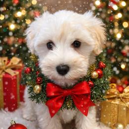 VP Blue - White male Schnoodle puppy in Benson, North Carolina from A Bundle of Love