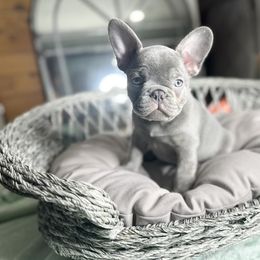 French Bulldog Puppies from Fancy Frenchies