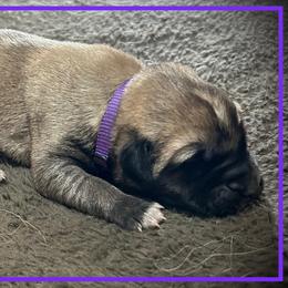 Purple - Fawn female Anatolian Shepherd Dog puppy in Clark, Wyoming from Fyne Acres