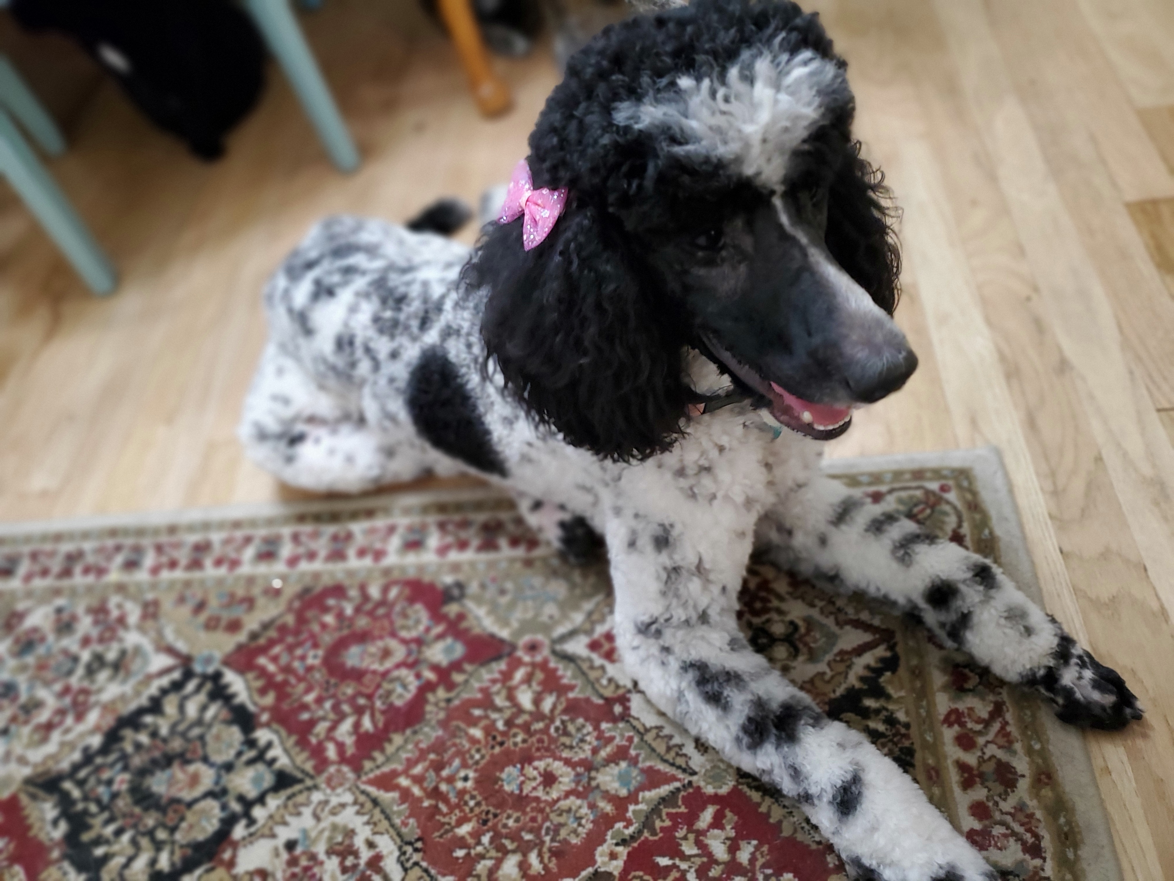 Double Doodles and Poodles from Perfect Poodles and Doodles LLC