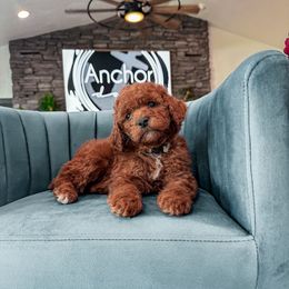 C H A M P A G N E -Teddy Bear-20-30 lbs - Red  female Goldendoodle puppy in Pleasant View, Utah from Anchor Dogs
