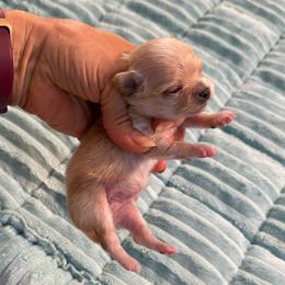 Red Merle girl price 8,000 - Merle female Chihuahua puppy in Summerfield, Florida from Uey’s Chihuahuas