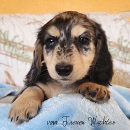 Venture - Dapple male Dachshund puppy in Grants Pass, Oregon from vom Treuen Wachter