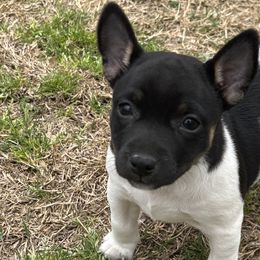 Rat Terriers from Rust Creek