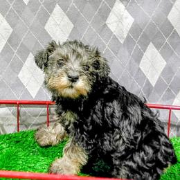 Skadi - Black and silver female Miniature Schnauzer puppy in Neosho, Missouri from Star Light Pups