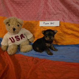 Girl 1 - Black and gold female Yorkshire Terrier puppy in Colton, Oregon from Yorkies & More R US