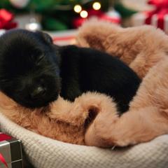 Kura (coated M) - Slate male Xoloitzcuintli puppy in Atwater, California from Cen Cal Xoloitzcuintle