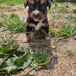 Poppy - Red tri-color female Australian Shepherd puppy in Silex, Missouri from Small Town Australian Shepherds