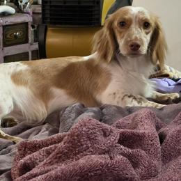 FALCOR - Dachshund