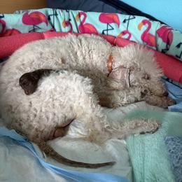 Barbos Heart Bridget Bardot - Liver female Bedlington Terrier puppy in San Jose, California from Barbos Heart