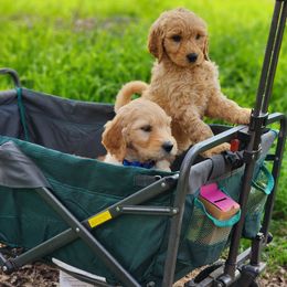 Goldendoodle Puppies from Doodle Love 559