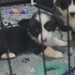 Boy 1 - Black and white male American Corgi puppy in Castle Rock, Washington from R and b corgis and farm