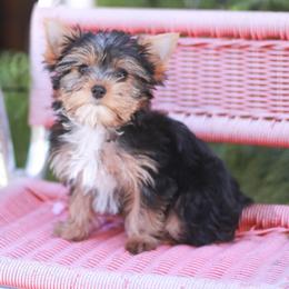 Pretty Girl - Blue and gold female Yorkshire Terrier puppy in Stanton, California from Essence of Grace Yorkies