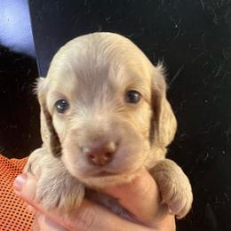 Girl 1 - Cream female Dachshund puppy in Bigfork, Minnesota from Dachshunds Up North