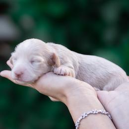 Bubbles - Cream female Dachshund puppy in Fort Myers, Florida from Blossom Paws