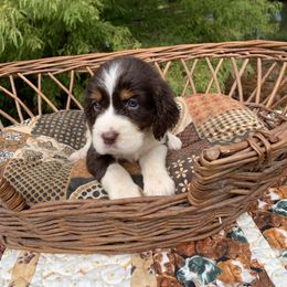 Girl : 1 - Liver white and tan female English Springer Spaniel puppy in Tabor City, North Carolina from Big Bay Kennels LLC
