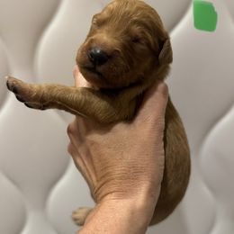 Green Collar - Dark golden male Golden Retriever puppy in Turtlepoint, Pennsylvania from Allegheny River Retrievers