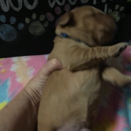 Boy 5 - Golden Retriever puppy in Argyle, Texas from Randalls Golden Retrievers
