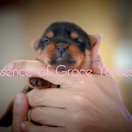 Yorkshire Terrier Puppies from Essence of Grace Yorkies
