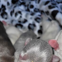 French Bulldog Puppies from 4 Leaf Frenchies