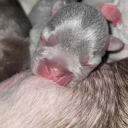 French Bulldog Puppies from 4 Leaf Frenchies