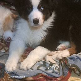 JOEY - Black tri-color male Australian Shepherd puppy in Elk Creek, Missouri from Hearts on Fire Australian Shepherds