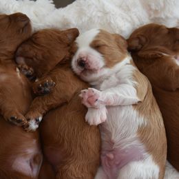 Cavapoo Puppies from Coastal Cavapoos