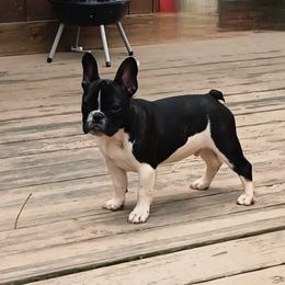 Oreo - White and brindle male French Bulldog puppy in Lancaster, Ohio from FarmHouse Frenchies