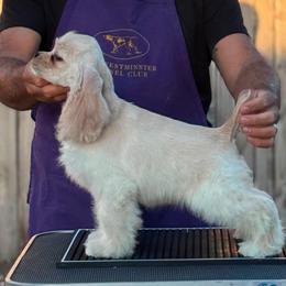 Stella - Buff female Cocker Spaniel puppy in Rialto, California from Arquivolta Kennel