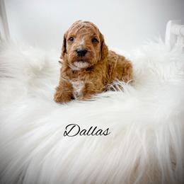 Dallas - Red  male Goldendoodle puppy in from Pink Poodles and Doodles