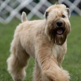 Soft Coated Wheaten Terriers from Kaden Wheatens