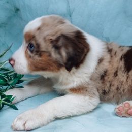 Apollo - Australian Shepherd puppy from L’ Aussies of the Carolinas
