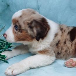 Apollo - Australian Shepherd puppy from L’ Aussies of the Carolinas