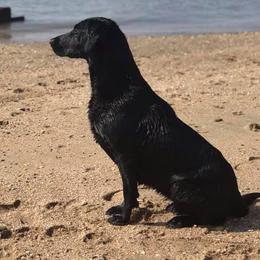 Labrador Retrievers from Shelby Schreier's Labrador Retrievers