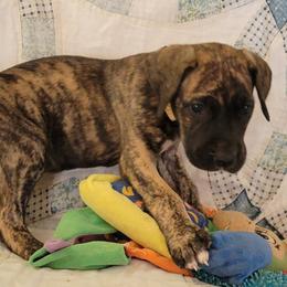 Girl 1 - female Great Dane puppy in Turon, Kansas from RCM Great Danes