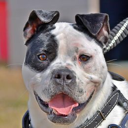 Roddie - Alapaha Blue Blood Bulldog